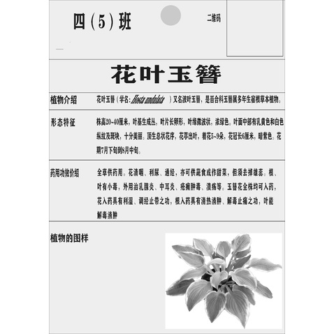 花叶玉簪logo设计